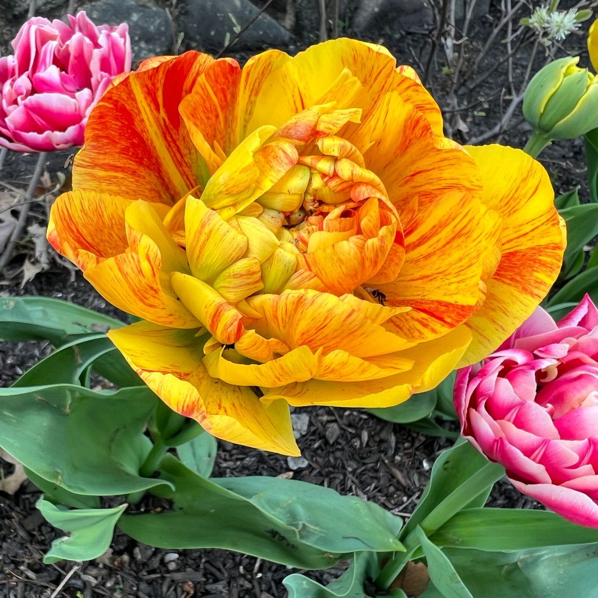 Featured image for “Tulips, Resilience, Flourless PB Choc Cookies + Devon Brown”