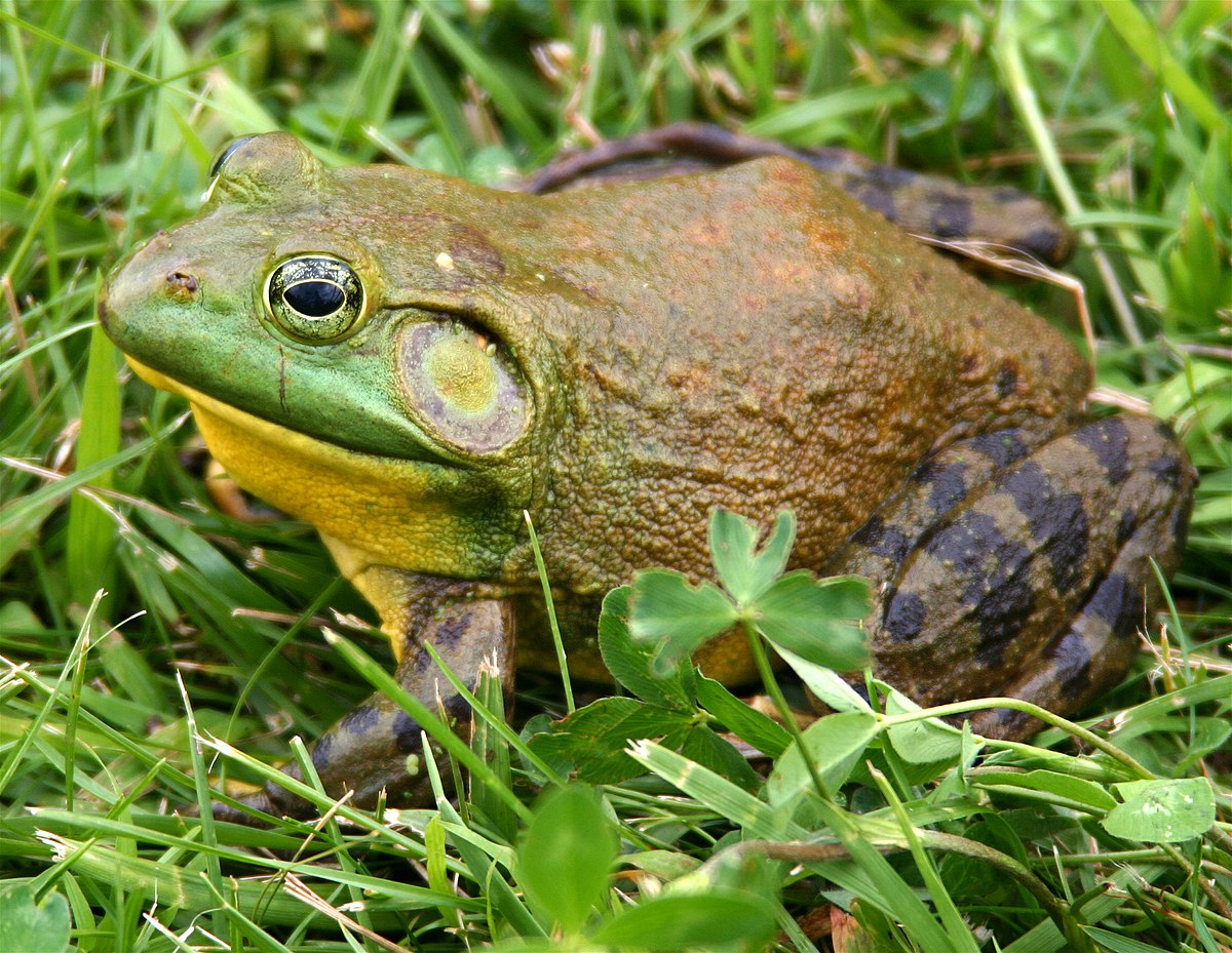 Featured image for “The Wisdom of the Bullfrog”